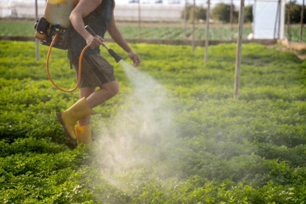 Best Mosquito Control Services  in Rockwall, TX