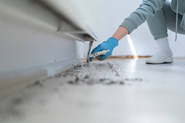 Best Flea Control Services  in Rockwall, TX